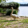 Swan (Venkoelen)