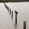 Cormorant - (Bird puddle 