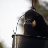 Golden-cheeked gibbon