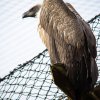 Rüppells vulture