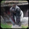 Gorilla - Bokito