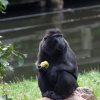 Black crested macaque