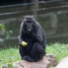 Black crested macaque