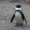 African (Black-Footed) Penguin